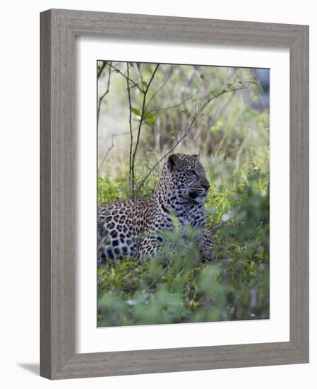 African Leopard, Masai Mara National Reserve, Kenya, East Africa, Africa-Angelo Cavalli-Framed Photographic Print