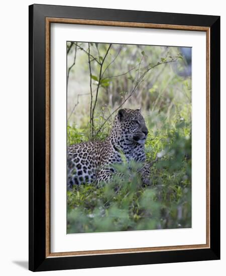 African Leopard, Masai Mara National Reserve, Kenya, East Africa, Africa-Angelo Cavalli-Framed Photographic Print