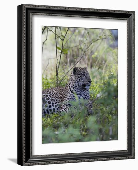 African Leopard, Masai Mara National Reserve, Kenya, East Africa, Africa-Angelo Cavalli-Framed Photographic Print