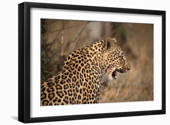 African Leopard (Panthera Pardus) in Savanna, Kruger National Park, South-Africa, 2018 (Photo)-null-Framed Giclee Print