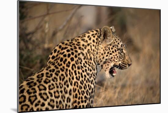 African Leopard (Panthera Pardus) in Savanna, Kruger National Park, South-Africa, 2018 (Photo)-null-Mounted Giclee Print