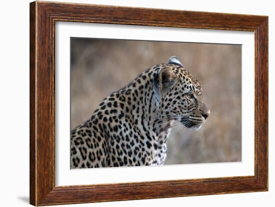 African Leopard (Panthera Pardus) in Savanna, Kruger National Park, South-Africa, 2018 (Photo)-null-Framed Giclee Print