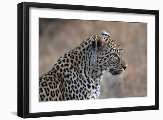 African Leopard (Panthera Pardus) in Savanna, Kruger National Park, South-Africa, 2018 (Photo)-null-Framed Giclee Print