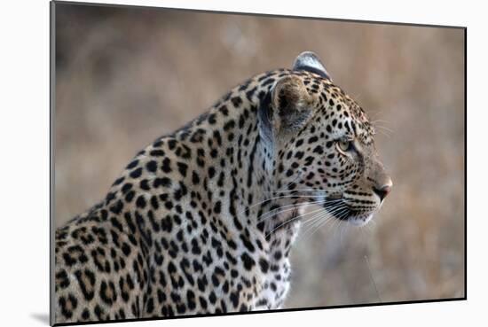 African Leopard (Panthera Pardus) in Savanna, Kruger National Park, South-Africa, 2018 (Photo)-null-Mounted Giclee Print
