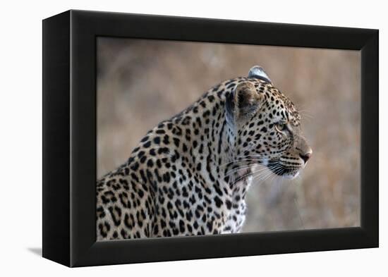 African Leopard (Panthera Pardus) in Savanna, Kruger National Park, South-Africa, 2018 (Photo)-null-Framed Premier Image Canvas