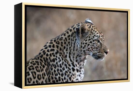 African Leopard (Panthera Pardus) in Savanna, Kruger National Park, South-Africa, 2018 (Photo)-null-Framed Premier Image Canvas