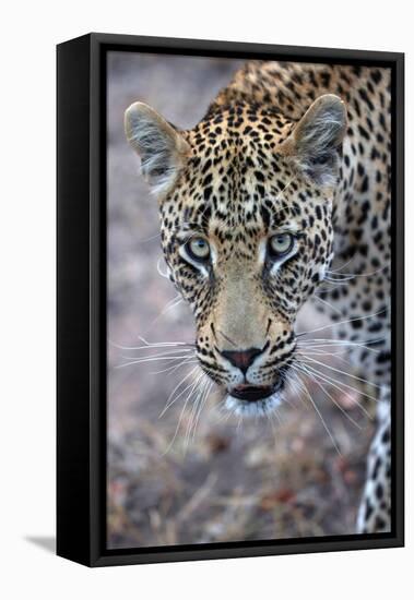 African Leopard (Panthera Pardus) in Savanna, Kruger National Park, South-Africa, 2018 (Photo)-null-Framed Premier Image Canvas