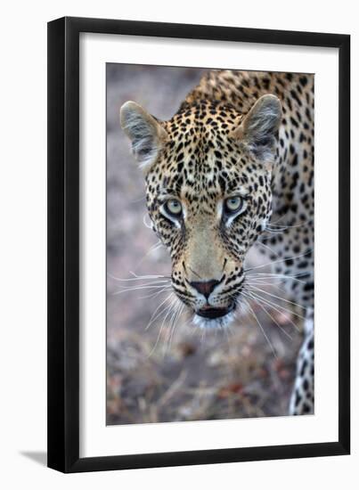 African Leopard (Panthera Pardus) in Savanna, Kruger National Park, South-Africa, 2018 (Photo)-null-Framed Giclee Print
