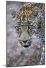 African Leopard (Panthera Pardus) in Savanna, Kruger National Park, South-Africa, 2018 (Photo)-null-Mounted Giclee Print