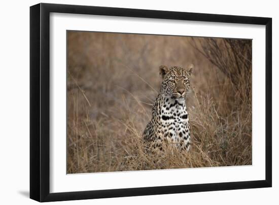 African Leopard (Panthera Pardus) in Savanna, Kruger National Park, South-Africa, 2018 (Photo)-null-Framed Giclee Print