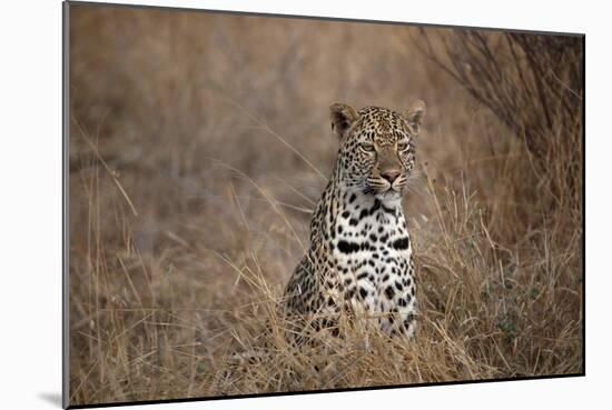 African Leopard (Panthera Pardus) in Savanna, Kruger National Park, South-Africa, 2018 (Photo)-null-Mounted Giclee Print