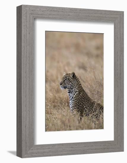 African leopard (Panthera pardus pardus), Serengeti National Park, Tanzania, East Africa, Africa-Ashley Morgan-Framed Photographic Print