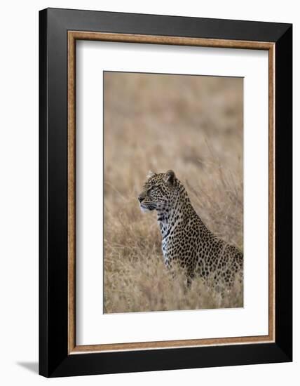 African leopard (Panthera pardus pardus), Serengeti National Park, Tanzania, East Africa, Africa-Ashley Morgan-Framed Photographic Print