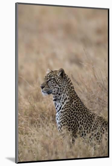 African leopard (Panthera pardus pardus), Serengeti National Park, Tanzania, East Africa, Africa-Ashley Morgan-Mounted Photographic Print