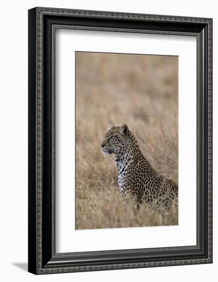 African leopard (Panthera pardus pardus), Serengeti National Park, Tanzania, East Africa, Africa-Ashley Morgan-Framed Photographic Print