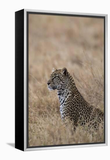 African leopard (Panthera pardus pardus), Serengeti National Park, Tanzania, East Africa, Africa-Ashley Morgan-Framed Premier Image Canvas