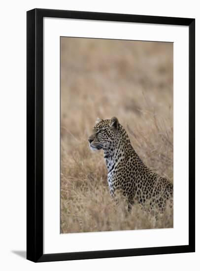 African leopard (Panthera pardus pardus), Serengeti National Park, Tanzania, East Africa, Africa-Ashley Morgan-Framed Photographic Print