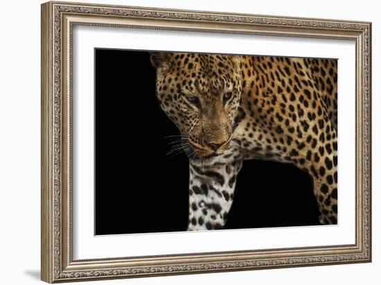 African Leopard - Stalk-Bobbie Goodrich-Framed Giclee Print