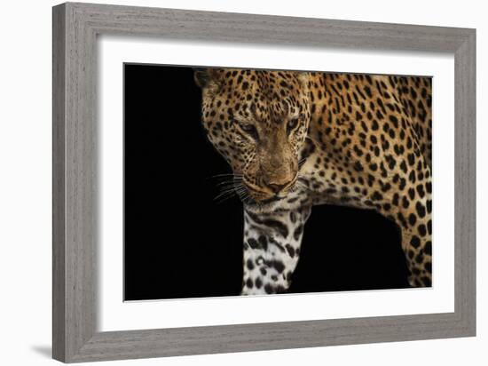 African Leopard - Stalk-Bobbie Goodrich-Framed Giclee Print