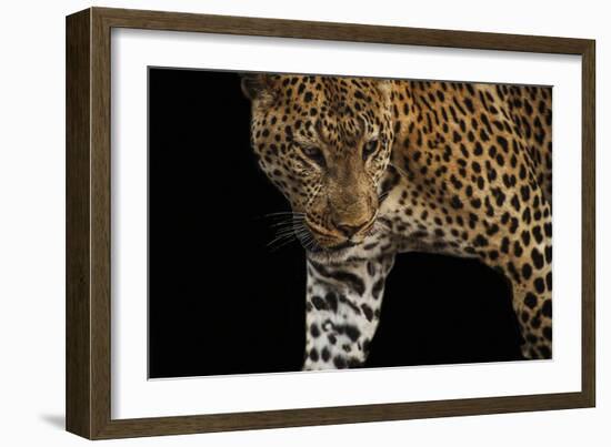 African Leopard - Stalk-Bobbie Goodrich-Framed Giclee Print