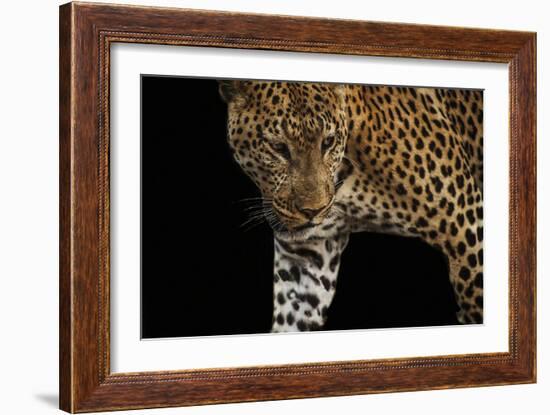 African Leopard - Stalk-Bobbie Goodrich-Framed Giclee Print