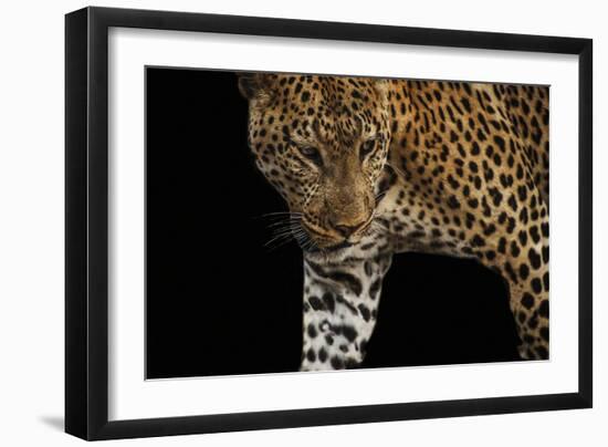 African Leopard - Stalk-Bobbie Goodrich-Framed Giclee Print