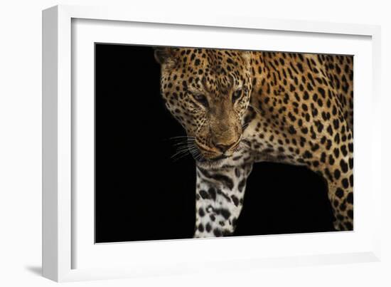 African Leopard - Stalk-Bobbie Goodrich-Framed Giclee Print