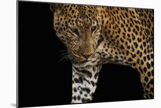 African Leopard - Stalk-Bobbie Goodrich-Mounted Giclee Print