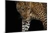 African Leopard - Stalk-Bobbie Goodrich-Mounted Giclee Print