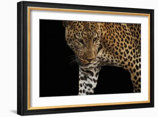 African Leopard - Stalk-Bobbie Goodrich-Framed Giclee Print