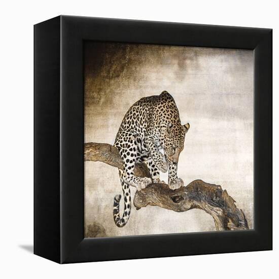 African Leopard-Bobbie Goodrich-Framed Stretched Canvas