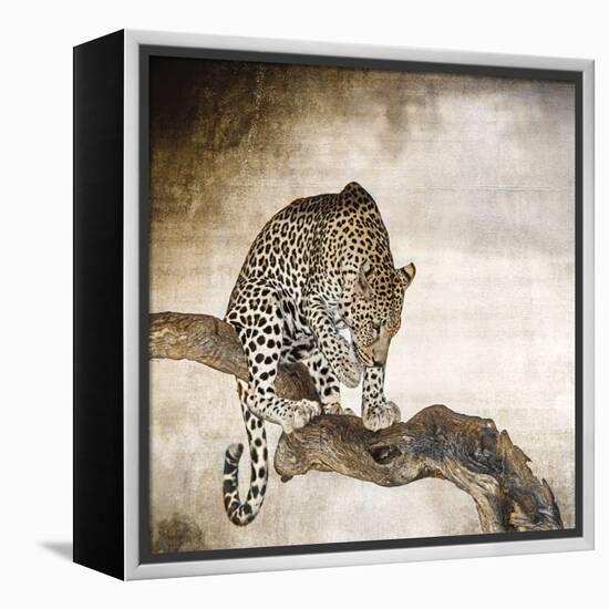 African Leopard-Bobbie Goodrich-Framed Stretched Canvas
