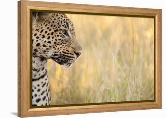 African Leopard-Michele Westmorland-Framed Premier Image Canvas