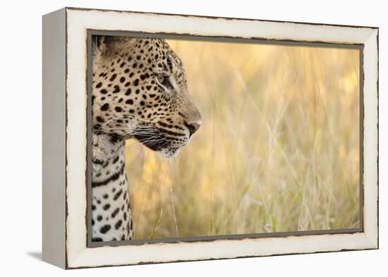 African Leopard-Michele Westmorland-Framed Premier Image Canvas