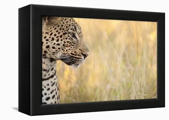 African Leopard-Michele Westmorland-Framed Premier Image Canvas