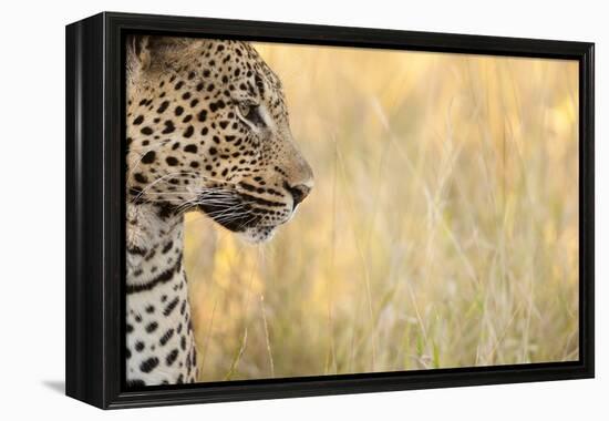 African Leopard-Michele Westmorland-Framed Premier Image Canvas