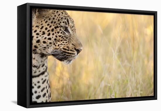 African Leopard-Michele Westmorland-Framed Premier Image Canvas