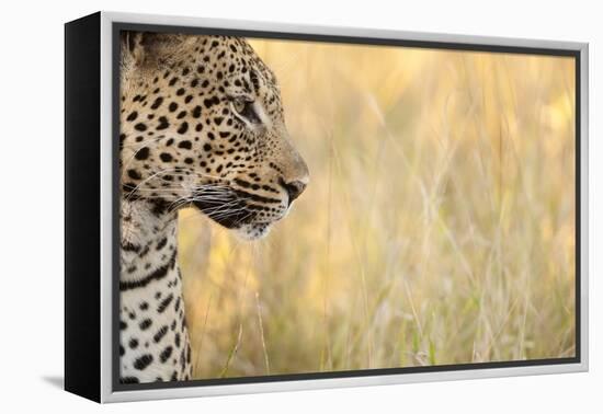 African Leopard-Michele Westmorland-Framed Premier Image Canvas