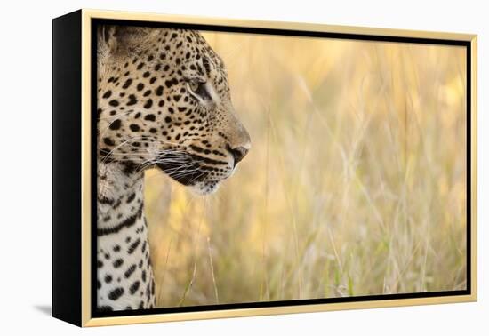 African Leopard-Michele Westmorland-Framed Premier Image Canvas