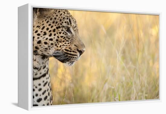 African Leopard-Michele Westmorland-Framed Premier Image Canvas