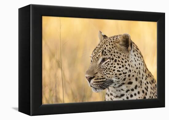 African Leopard-Michele Westmorland-Framed Premier Image Canvas