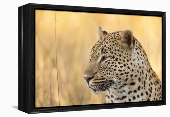 African Leopard-Michele Westmorland-Framed Premier Image Canvas