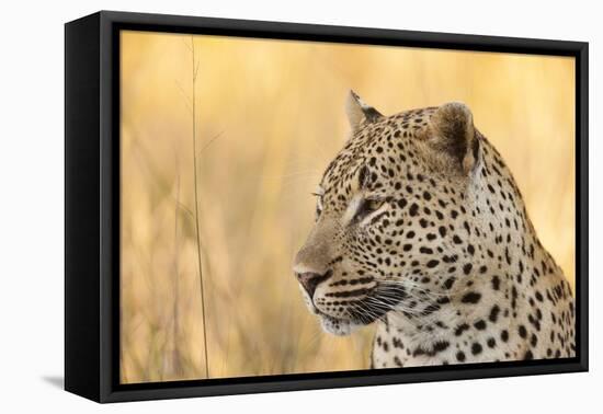 African Leopard-Michele Westmorland-Framed Premier Image Canvas