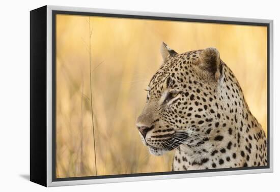 African Leopard-Michele Westmorland-Framed Premier Image Canvas