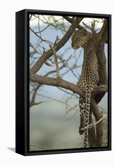 African Leopard-Mary Ann McDonald-Framed Premier Image Canvas