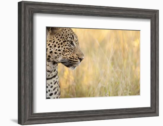 African Leopard-Michele Westmorland-Framed Photographic Print