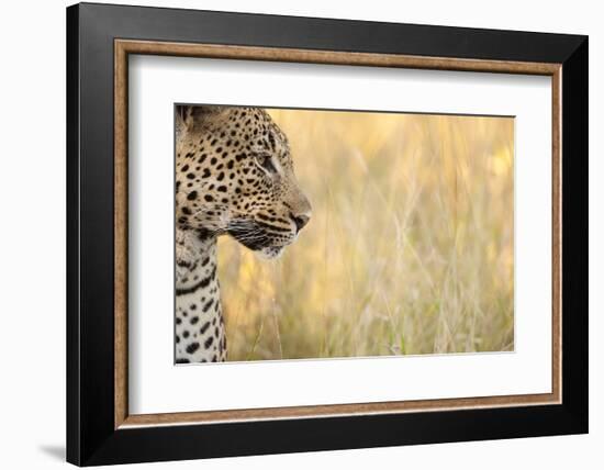 African Leopard-Michele Westmorland-Framed Photographic Print