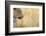 African Leopard-Michele Westmorland-Framed Photographic Print