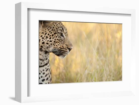 African Leopard-Michele Westmorland-Framed Photographic Print