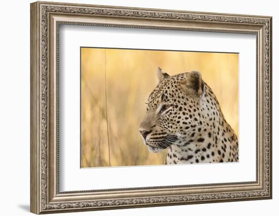 African Leopard-Michele Westmorland-Framed Photographic Print